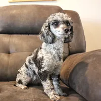 Ember, a female Poodle - Toy  for sale in Rock Valley, IA – 2 of 3