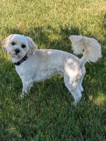 Theo, a male Cavachon for sale in Rock Valley, IA – 2 of 2