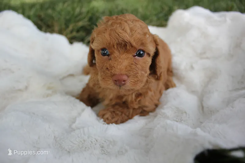 Cinder – Poodle - Toy  puppy for sale in Rock Valley, IA