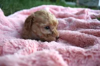 Autumn, a female Poodle - Toy  for sale in Rock Valley, IA – 3 of 3