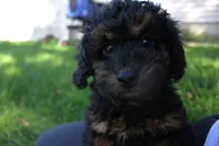 Smokey, a male Poodle - Toy  for sale in Rock Valley, IA – 4 of 5