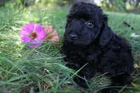 Ash, a female Poodle - Toy  for sale in Rock Valley, IA – 5 of 7