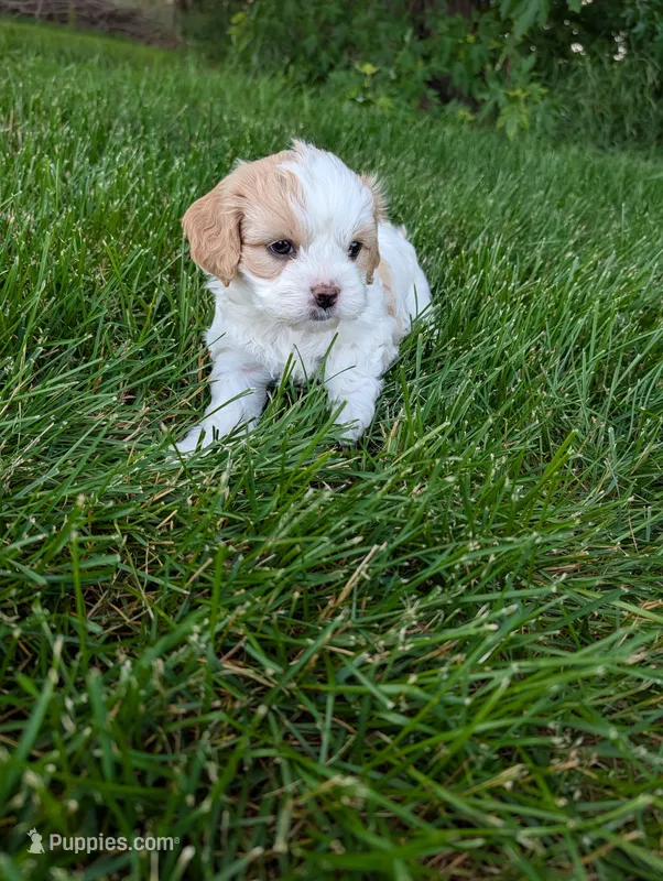 Liberty – Cavachon puppy for sale in Rock Valley, IA