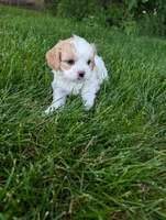 Liberty, a female Cavachon for sale in Rock Valley, IA – 1 of 3
