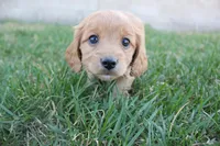 Dahila, a female Poodle - Toy  and Cavachon for sale in Rock Valley, IA – 7 of 7