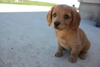 Dahila, a female Poodle - Toy  and Cavachon for sale in Rock Valley, IA – 2 of 7