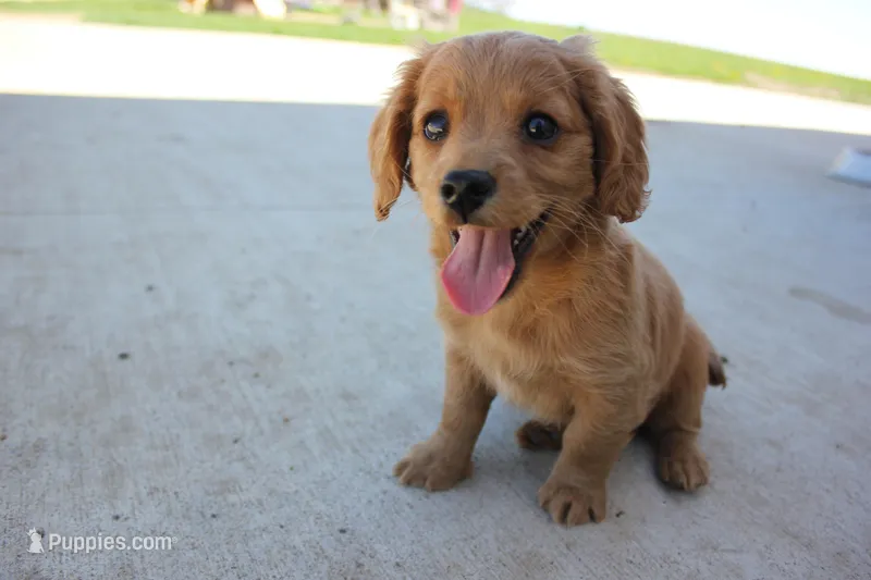 Dahila – Poodle - Toy , Cavachon puppy for sale in Rock Valley, IA