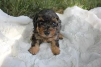 Ember, a female Poodle - Toy  for sale in Rock Valley, IA – 6 of 9