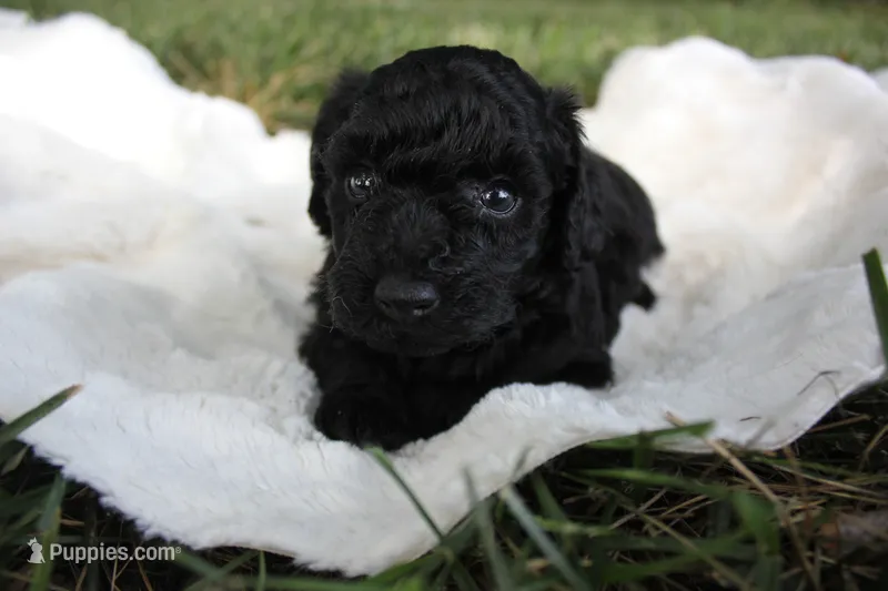 Ash – Poodle - Toy  puppy for sale in Rock Valley, IA