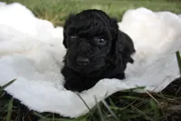 Ash, a female Poodle - Toy  for sale in Rock Valley, IA – 6 of 7