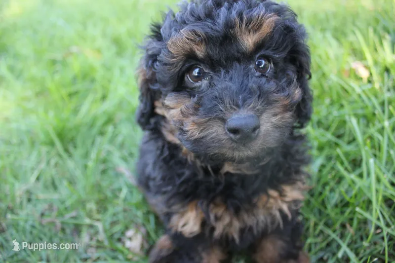 Smokey – Poodle - Toy  puppy for sale in Rock Valley, IA