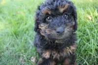 Smokey, a male Poodle - Toy  for sale in Rock Valley, IA – 1 of 5