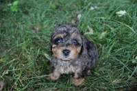 Ember, a female Poodle - Toy  for sale in Rock Valley, IA – 2 of 9