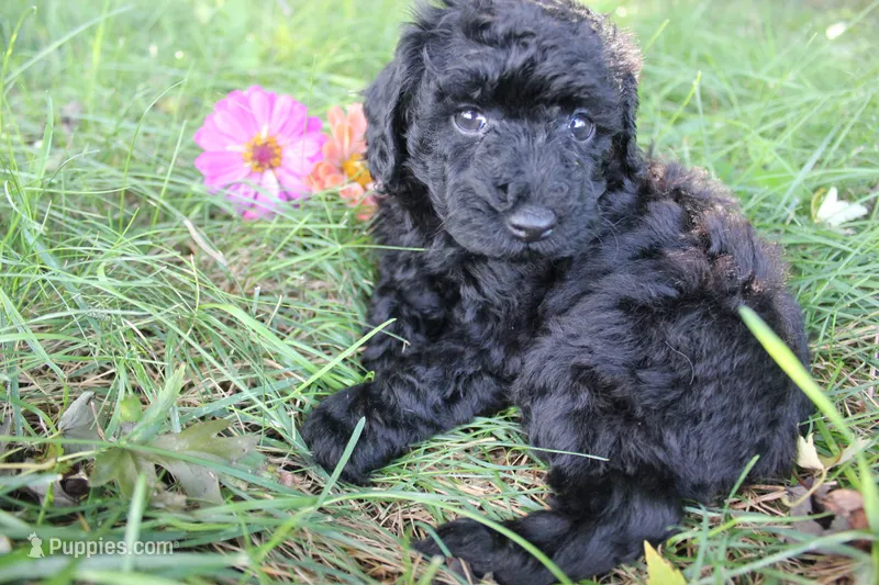 Ash – Poodle - Toy  puppy for sale in Rock Valley, IA