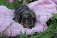 Ember, a female Poodle - Toy  for sale in Rock Valley, IA – 7 of 9