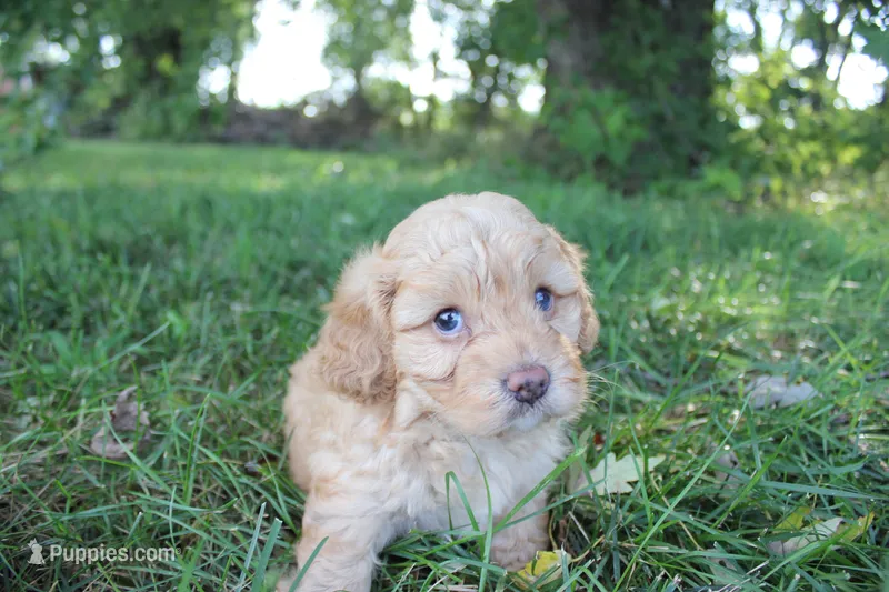 Timber – Cavapoo puppy for sale in Rock Valley, IA