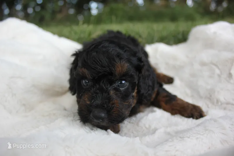 Smokey – Poodle - Toy  puppy for sale in Rock Valley, IA