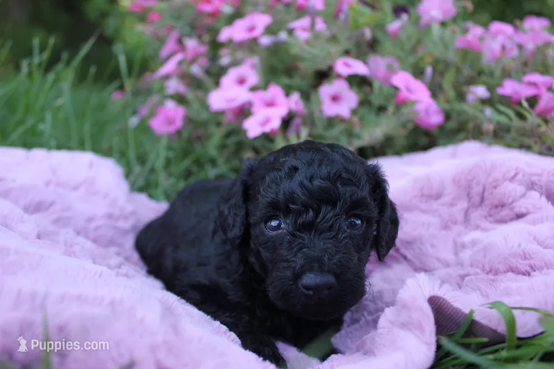 Ash – Poodle - Toy  puppy for sale in Rock Valley, IA