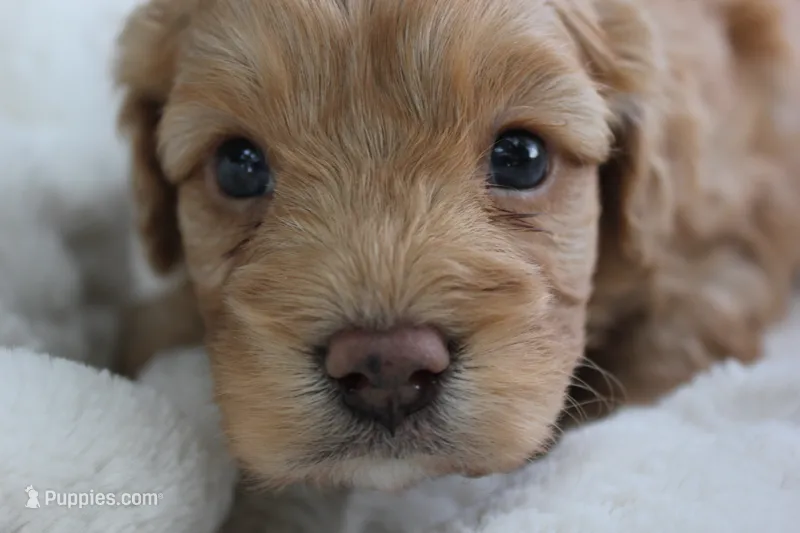 Timber – Cavapoo puppy for sale in Rock Valley, IA