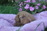 Cinder, a female Poodle - Toy  for sale in Rock Valley, IA – 2 of 3