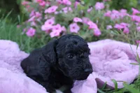 Ash, a female Poodle - Toy  for sale in Rock Valley, IA – 2 of 3
