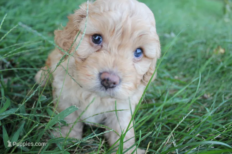 Timber – Cavapoo puppy for sale in Rock Valley, IA