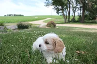 Lincoln, a male Cavachon for sale in Rock Valley, IA – 5 of 8