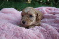 Autumn, a female Poodle - Toy  for sale in Rock Valley, IA – 2 of 3
