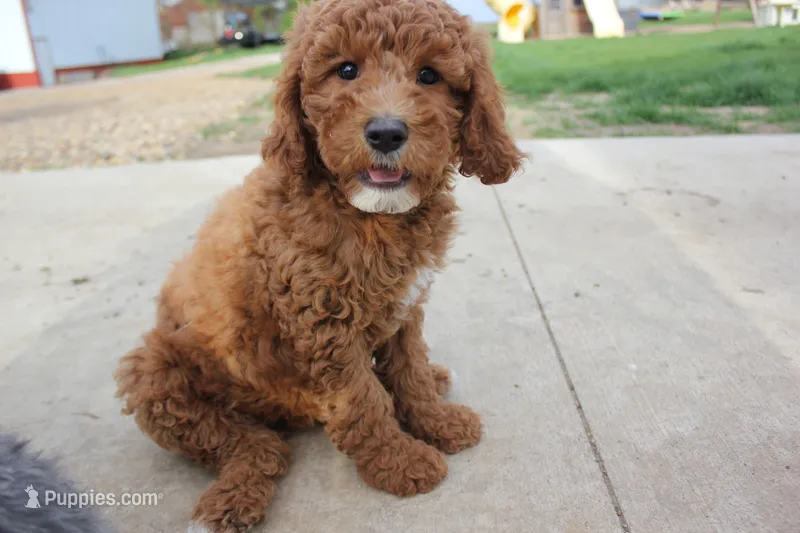 Hazel – Cavapoo, Poodle - Miniature  puppy for sale in Rock Valley, IA
