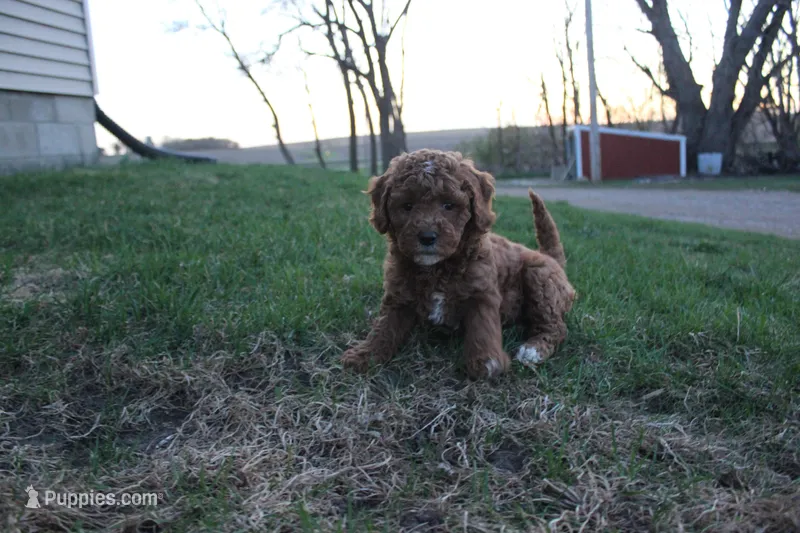 Hazel – Cavapoo, Poodle - Miniature  puppy for sale in Rock Valley, IA