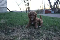 Hazel, a female Cavapoo and Poodle - Miniature  for sale in Rock Valley, IA – Photo 1 of 2
