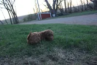 Hazel, a female Cavapoo and Poodle - Miniature  for sale in Rock Valley, IA – Photo 2 of 2