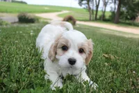 Lincoln, a male Cavachon for sale in Rock Valley, IA – 3 of 8