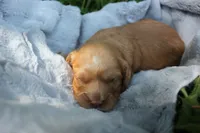 Timber, a male Cavapoo for sale in Rock Valley, IA – 2 of 4
