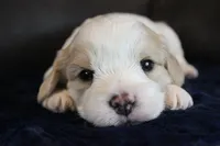 Lincoln, a male Cavachon for sale in Rock Valley, IA – 7 of 8