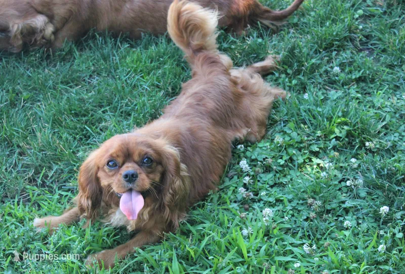 Memphis – Cavalier King Charles Spaniel puppy for sale in Rock Valley, IA