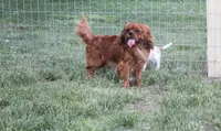 Memphis, a male Cavalier King Charles Spaniel for sale in Rock Valley, IA – 3 of 3