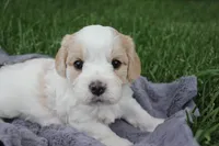 Lincoln, a male Cavachon for sale in Rock Valley, IA – 6 of 8