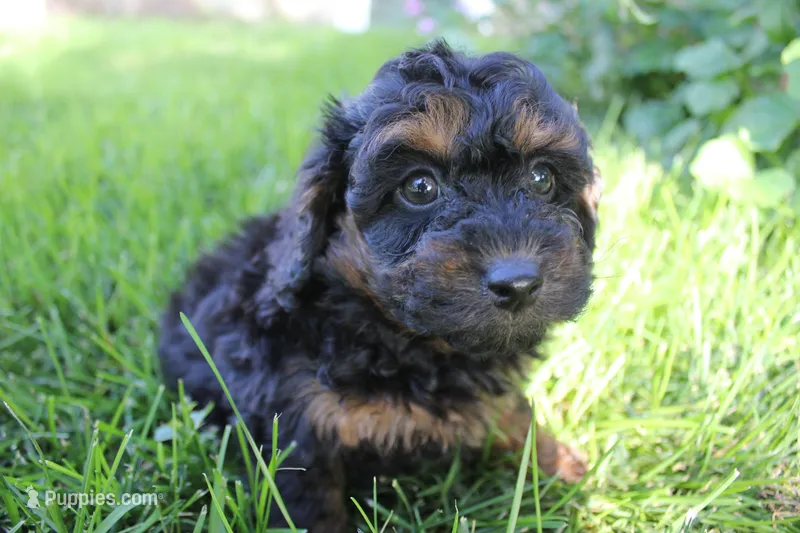 Smokey – Poodle - Toy  puppy for sale in Rock Valley, IA