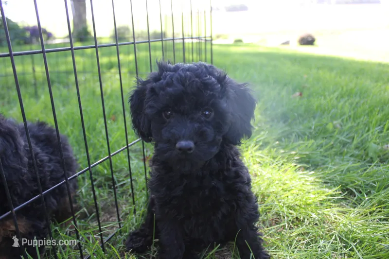 Ash – Poodle - Toy  puppy for sale in Rock Valley, IA