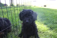 Ash, a female Poodle - Toy  for sale in Rock Valley, IA – 1 of 7