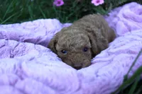 Cinder, a female Poodle - Toy  for sale in Rock Valley, IA – 3 of 3
