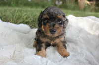 Ember, a female Poodle - Toy  for sale in Rock Valley, IA – 5 of 9