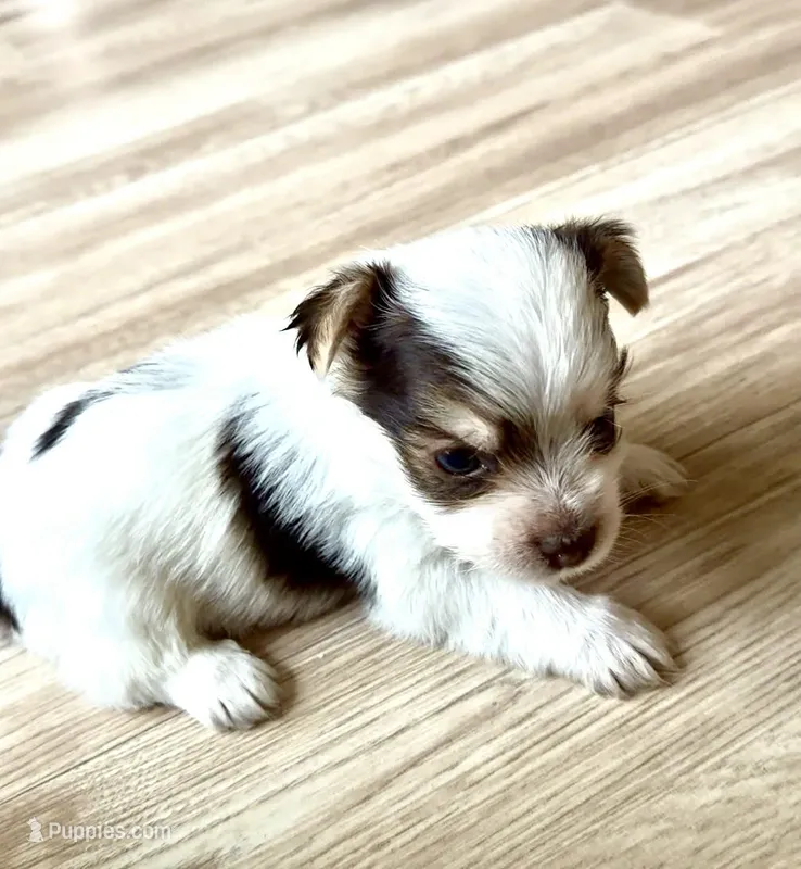 Dodger – Yorkshire Terrier puppy for sale in Rochester, IN