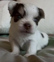 Dodger, a male Yorkshire Terrier for sale in Rochester, IN – Photo 2 of 2