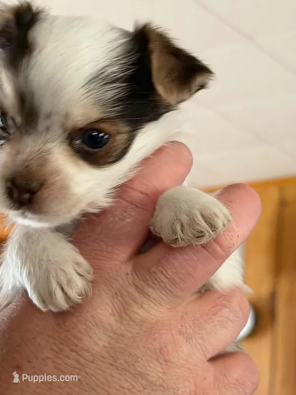 Dodger – Yorkshire Terrier puppy for sale in Rochester, IN