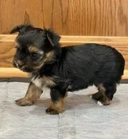 Oakley, a male Havanese and Yorkshire Terrier for sale in Rochester, IN – Photo 2 of 2