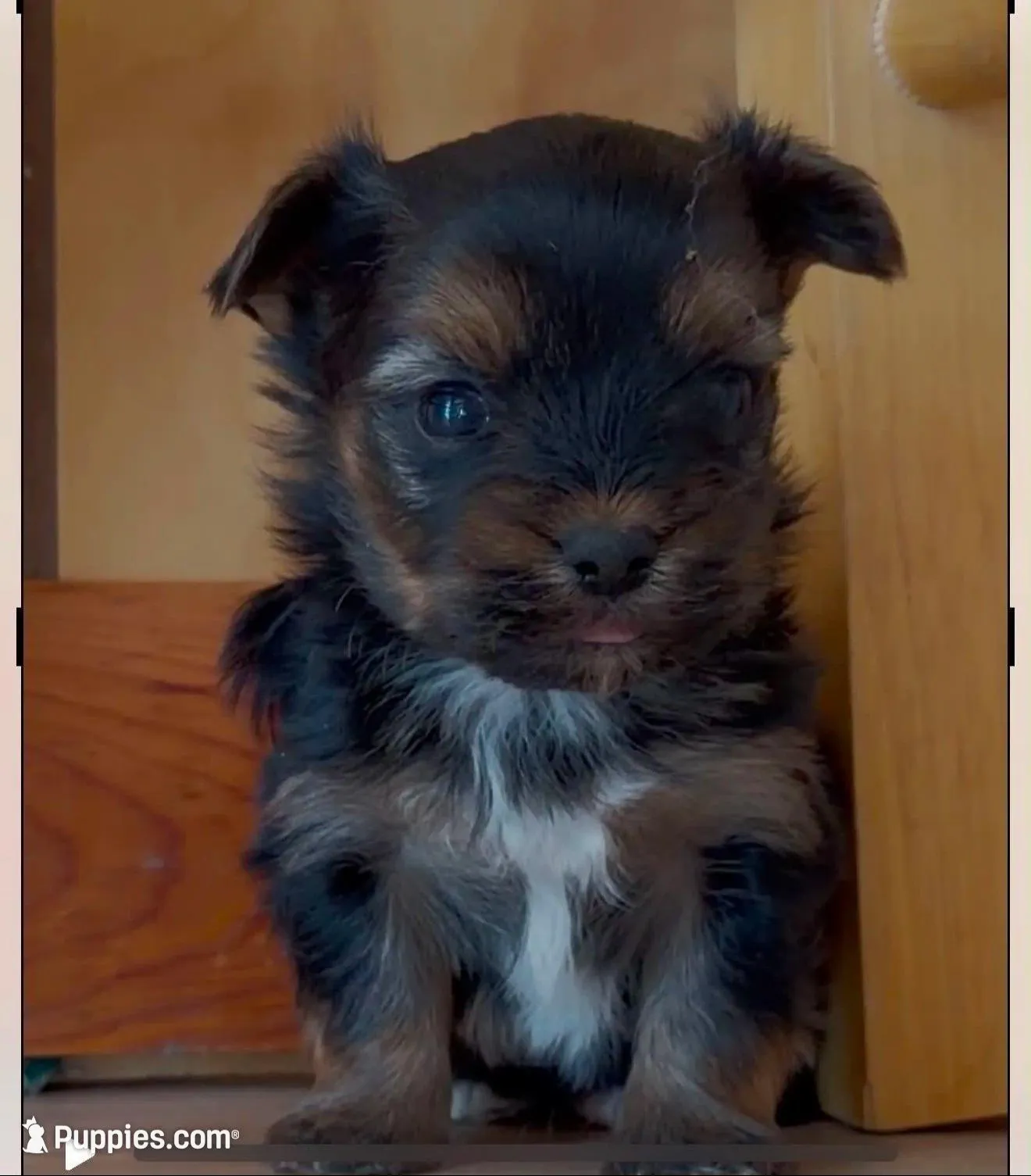 Oakley, a male Havanese and Yorkshire Terrier for sale in Rochester, IN – Photo 1 of 2