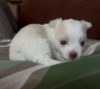 Masey, a female Yorkshire Terrier for sale in Rochester, IN – Photo 2 of 2