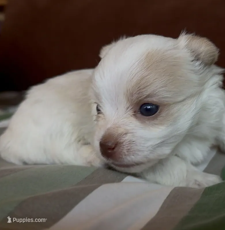 Masey, a female Yorkshire Terrier for sale in Rochester, IN – Photo 1 of 2